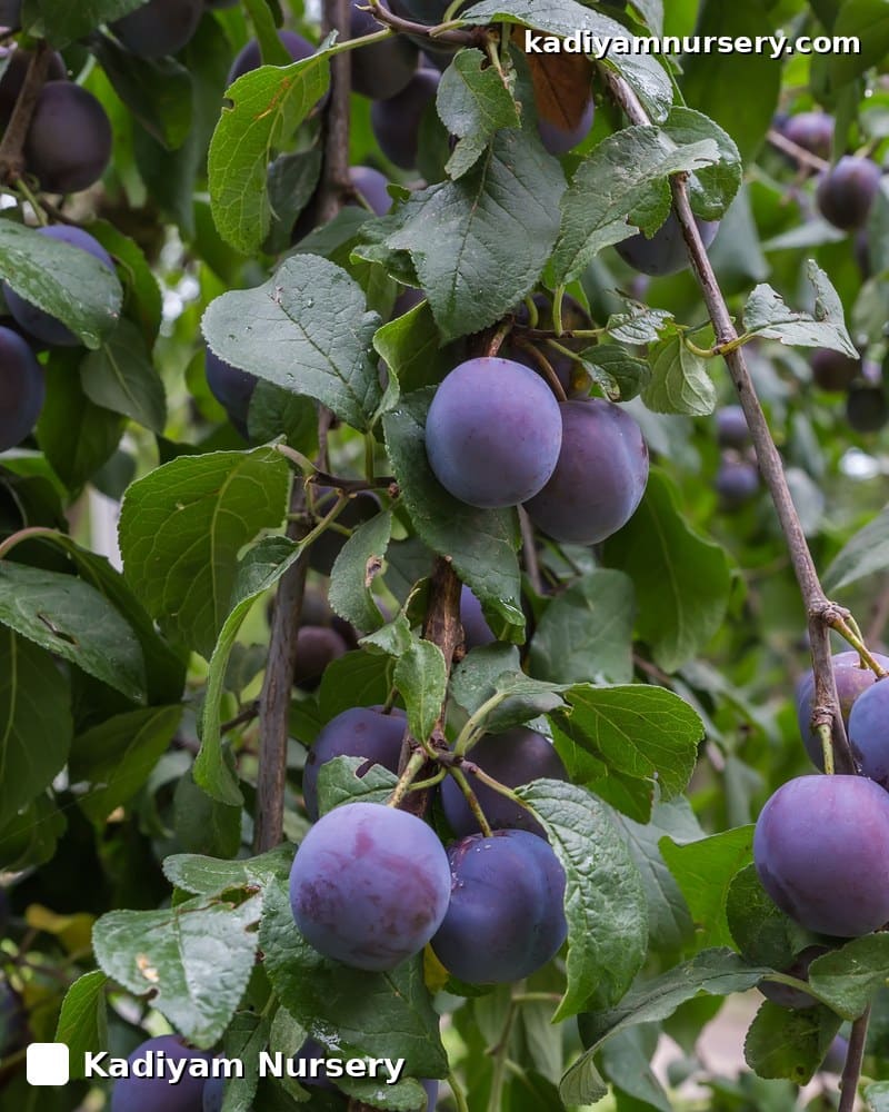 Plum 'Santa Rosa' (Grafted) — photo 2