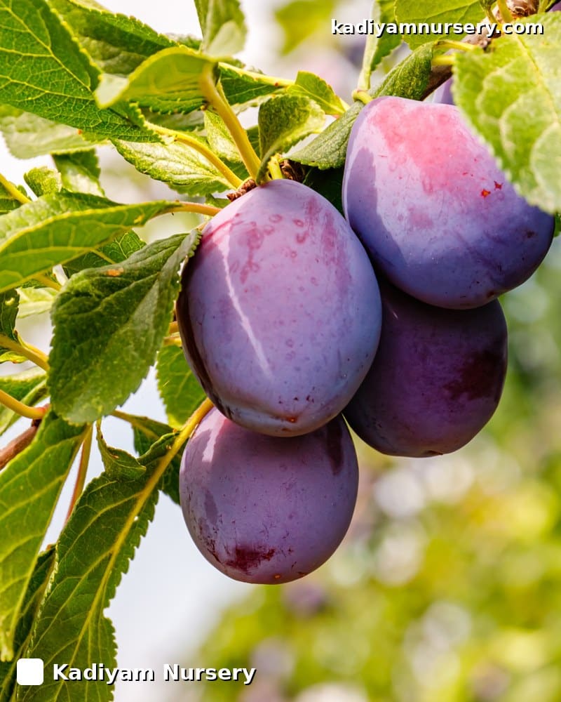 Plum 'Santa Rosa' (Grafted)