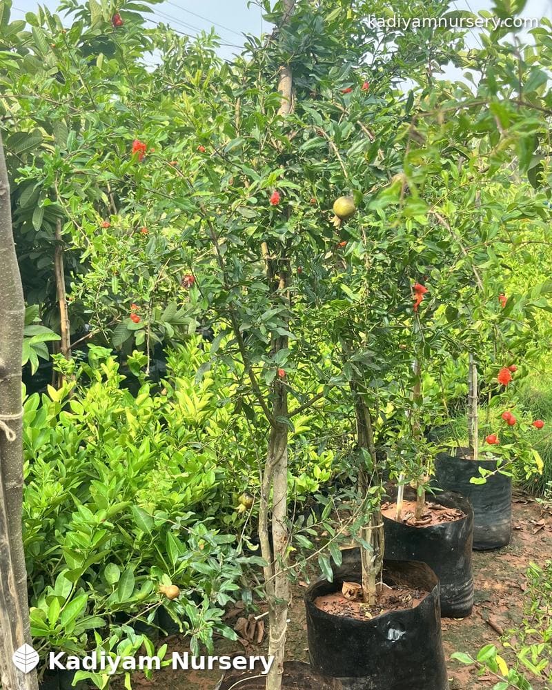 Pomegranate Bhagwa — photo 2