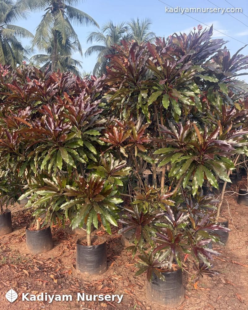 Pong Pong Rubra (Red Cerbera)