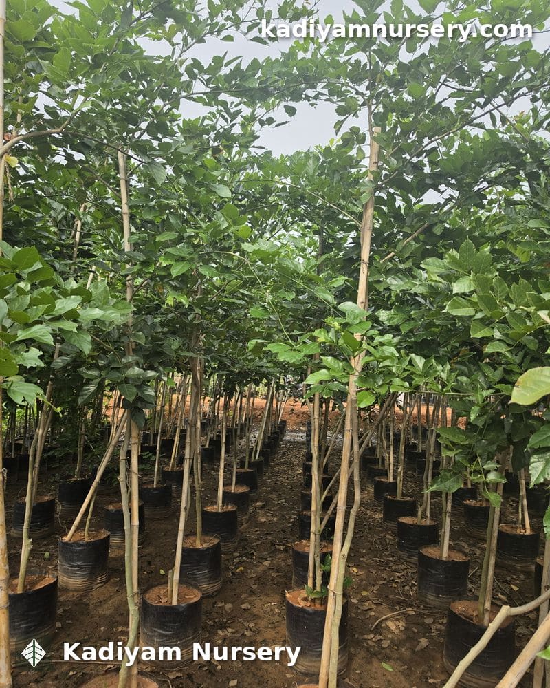 Pongamia — photo 2