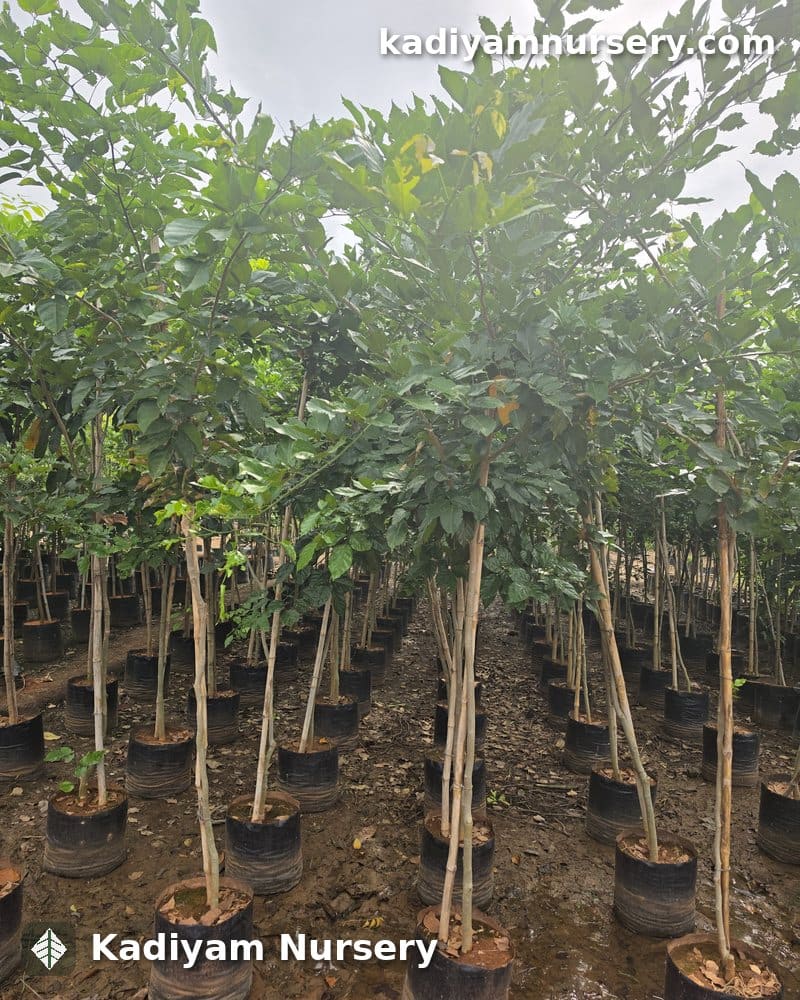 Pongamia