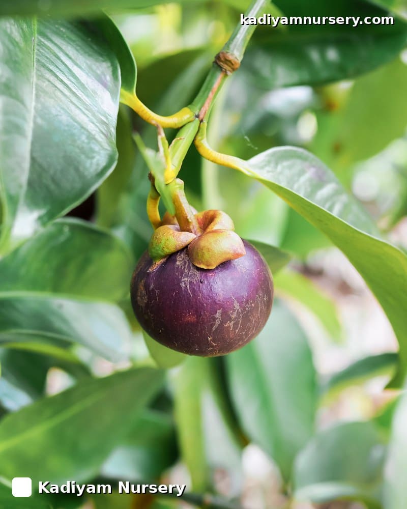 Purple Mangosteen