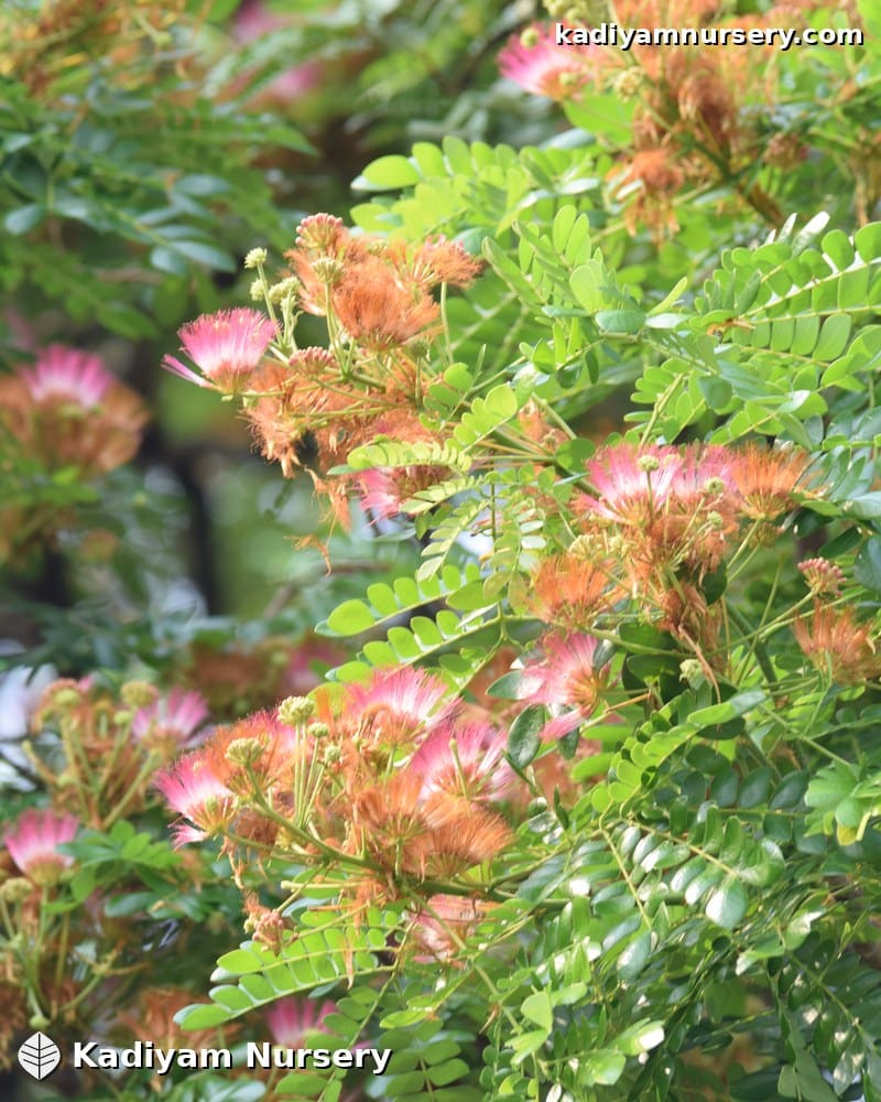 Rain Tree