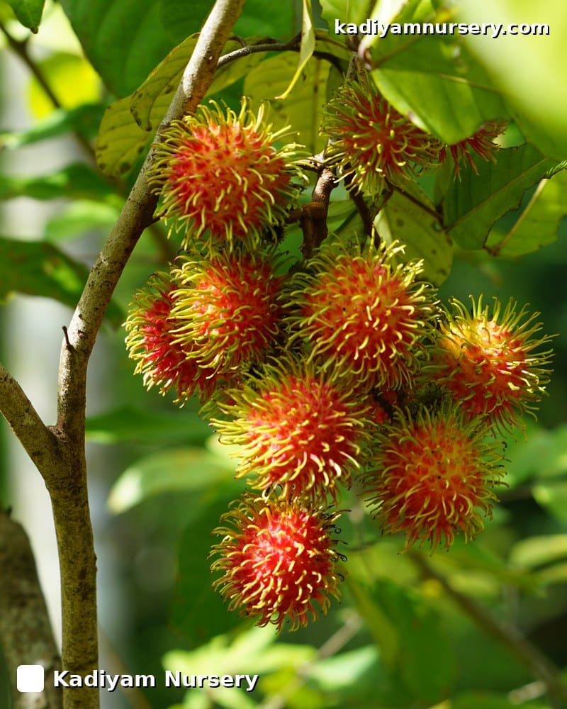 Rambutan 'Rongrien' (Grafted)