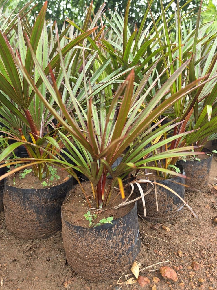 Red Latan Palm — photo 2