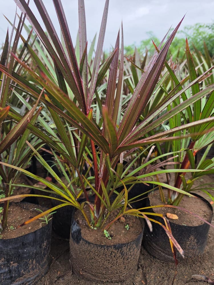 Red Latan Palm