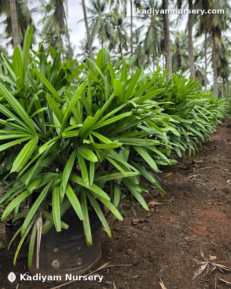Rhapis Excelsa (Lady Palm)