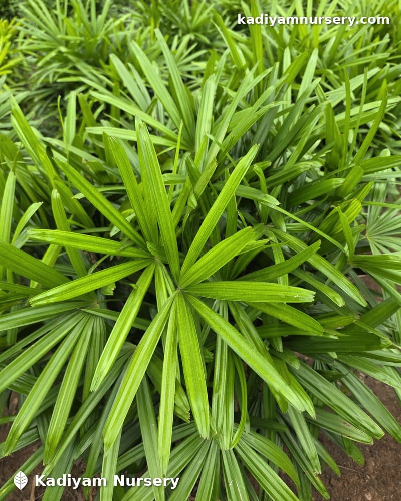 Rhapis Excelsa (Lady Palm) — photo 2