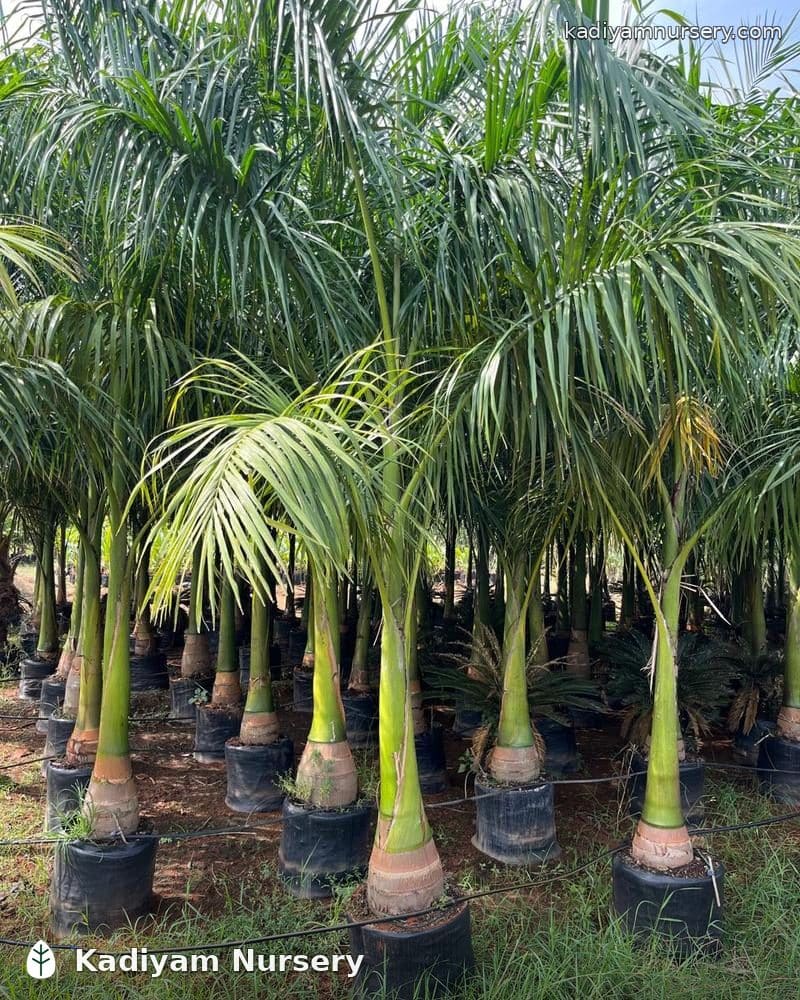 Royal Palm