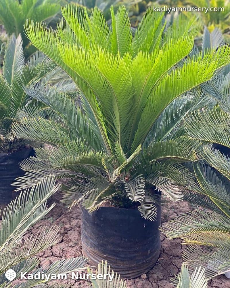 Sago Palm (Cycas)