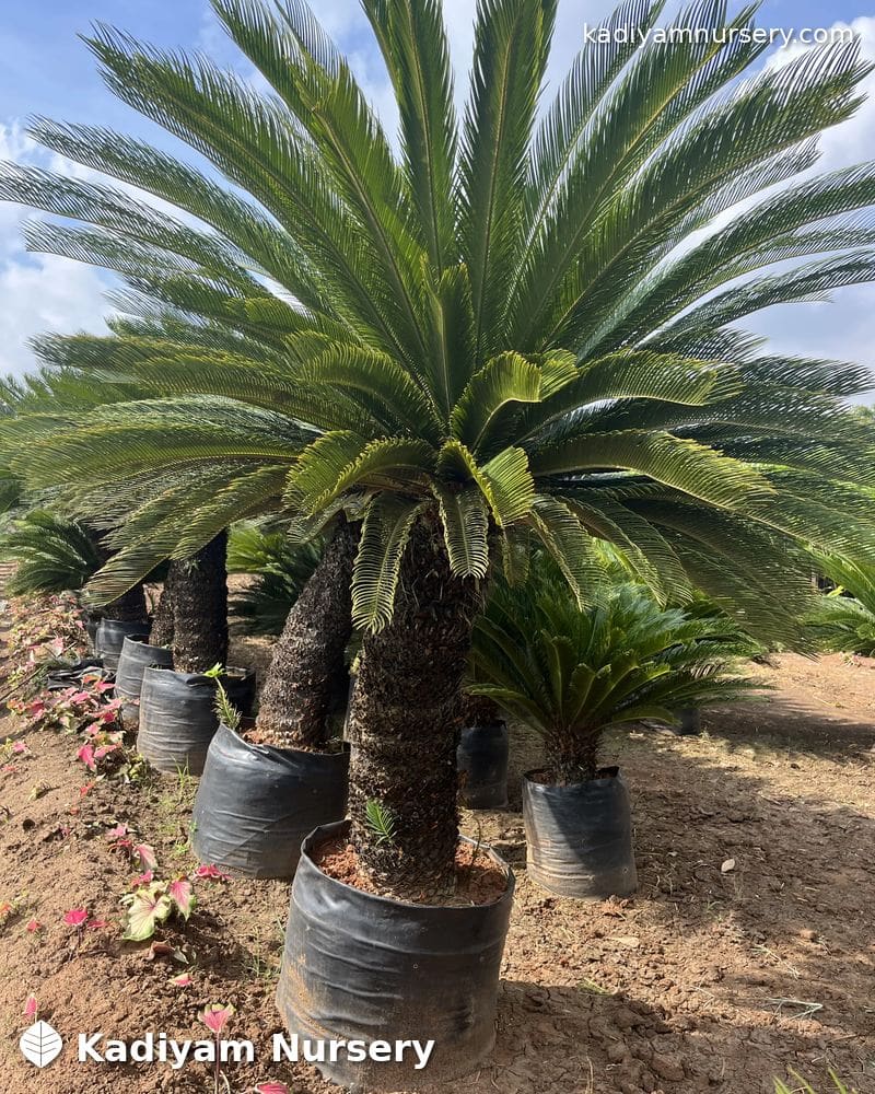 Sago Palm (Cycas) — photo 2