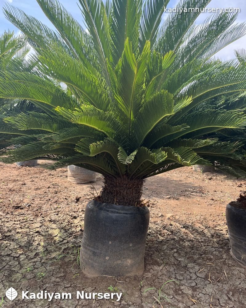 Sago Palm (Cycas) — photo 3