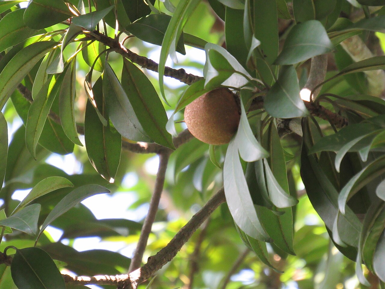 Sapota Cricket Ball (Grafted)