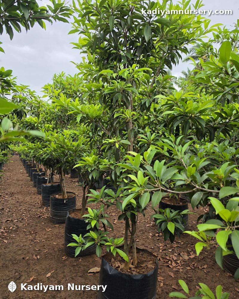 Sapota Kalipatti (Grafted)