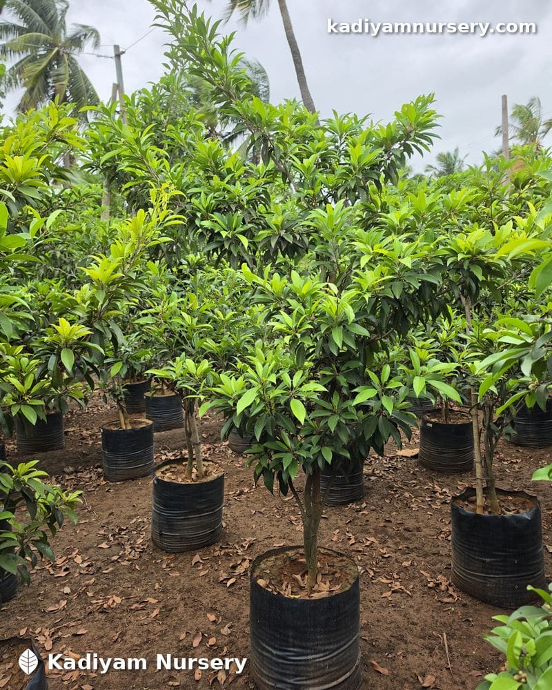 Sapota Kalipatti (Grafted) — photo 2