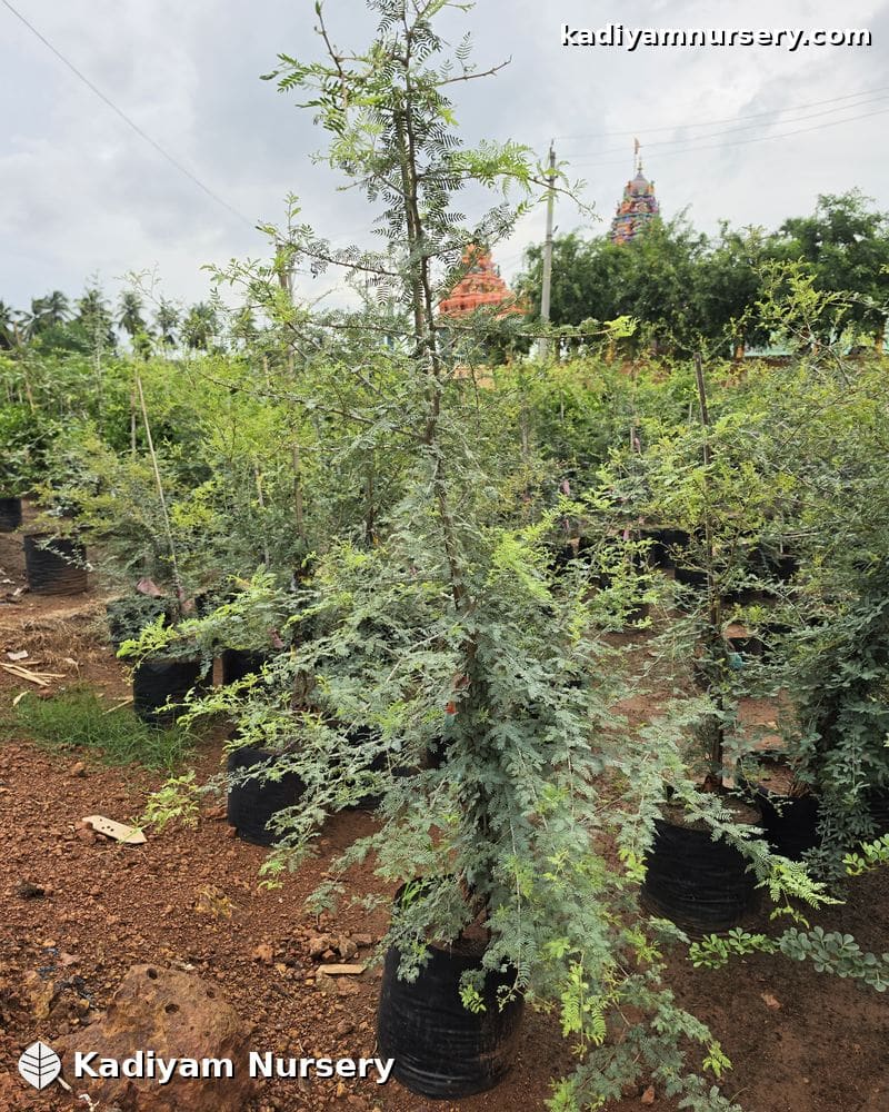 Shami Tree — photo 2