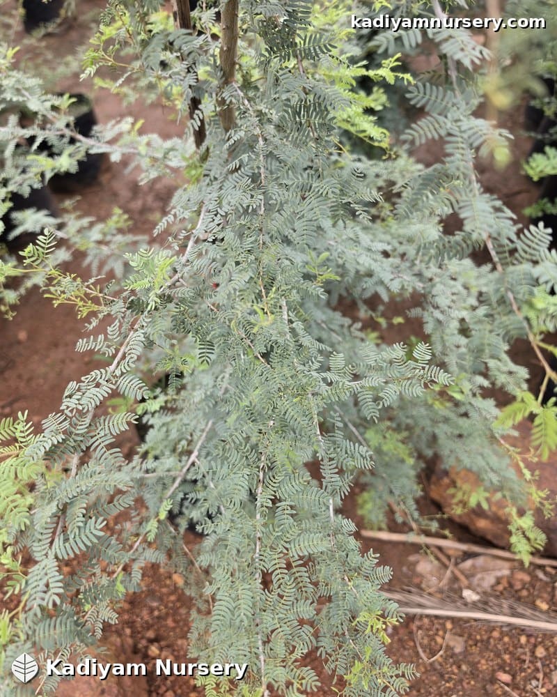 Shami Tree — photo 3