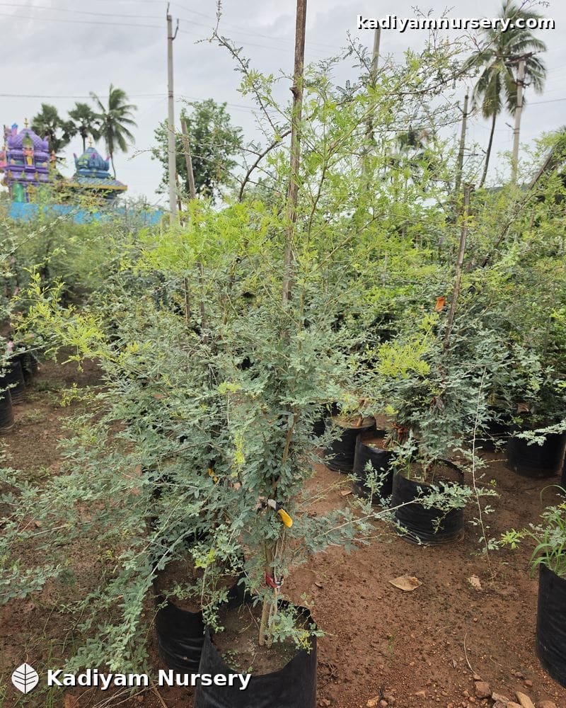 Shami Tree