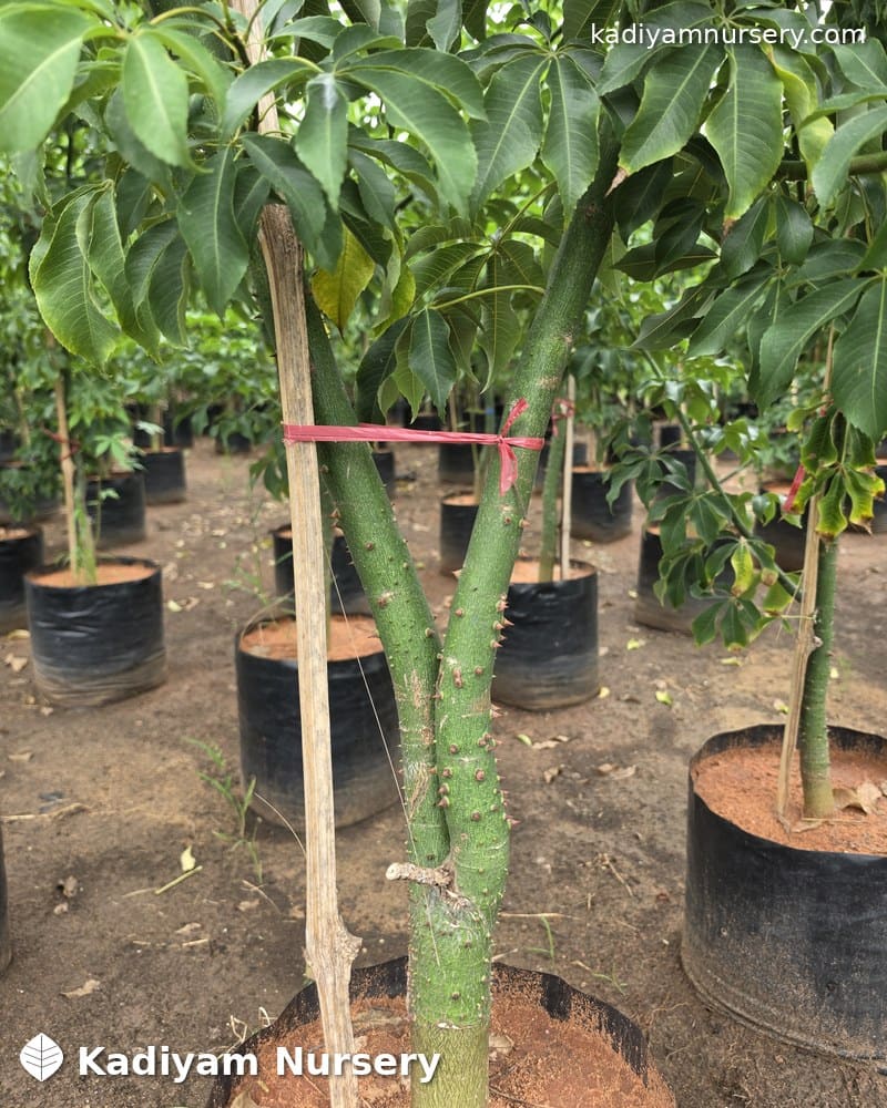 Silk Floss Tree — photo 3