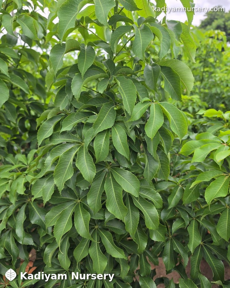 Silk Floss Tree — photo 4