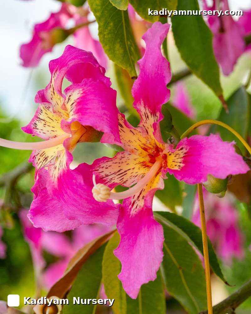 Silk Floss Tree