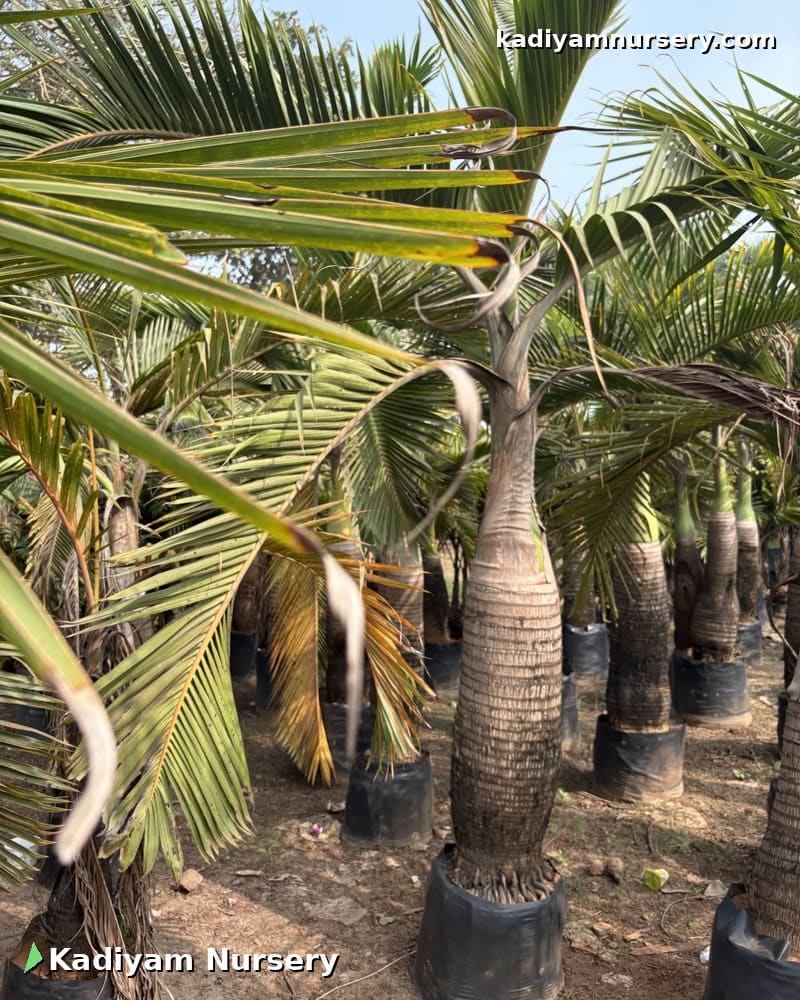 Spindle Palm — photo 2