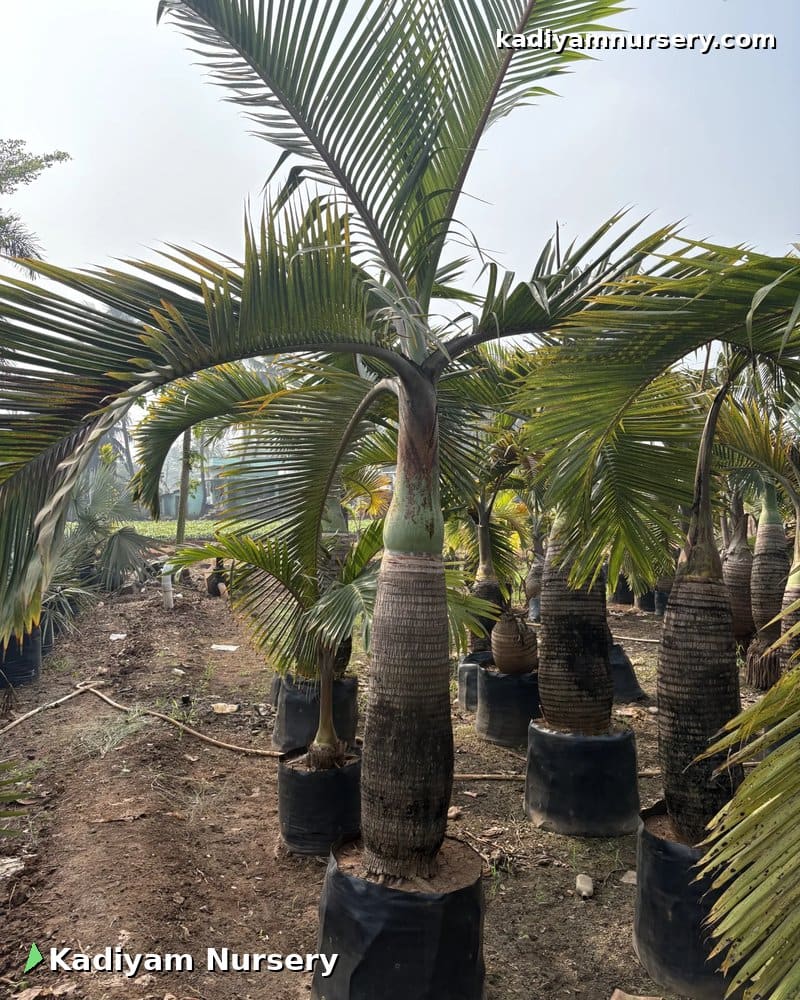 Spindle Palm