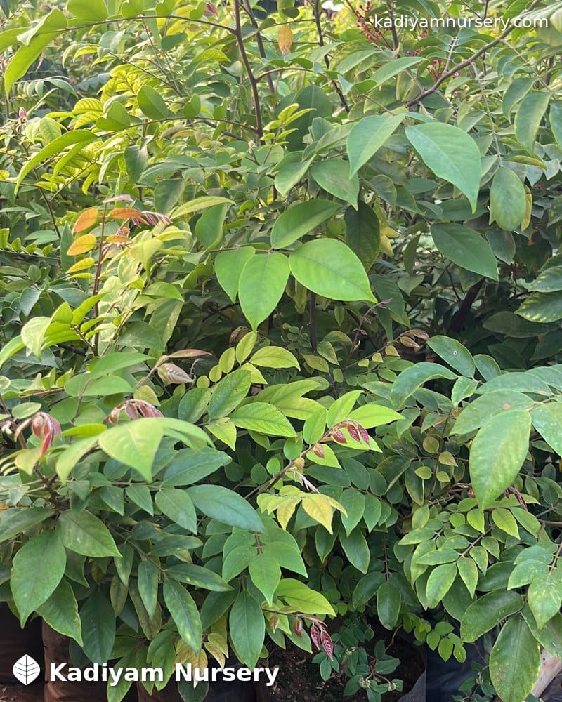 Star Fruit (Carambola)