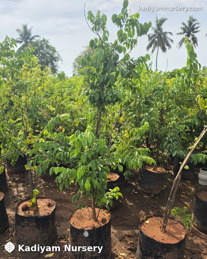 Star Fruit (Carambola) — photo 3
