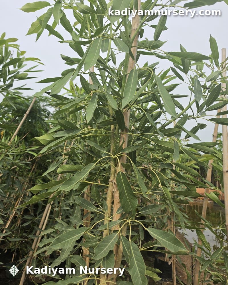 Tabebuia Argentea — photo 2