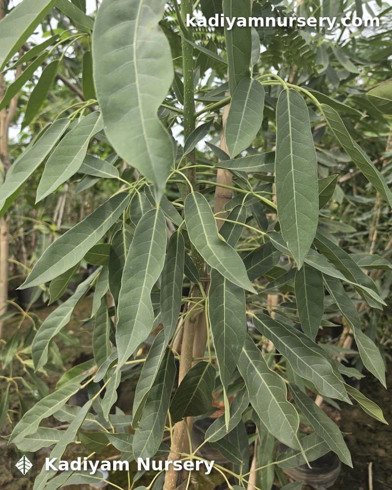 Tabebuia Argentea — photo 5
