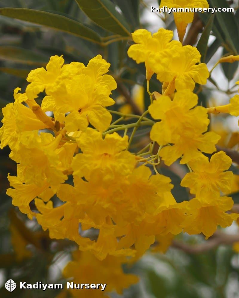 Tabebuia Argentea