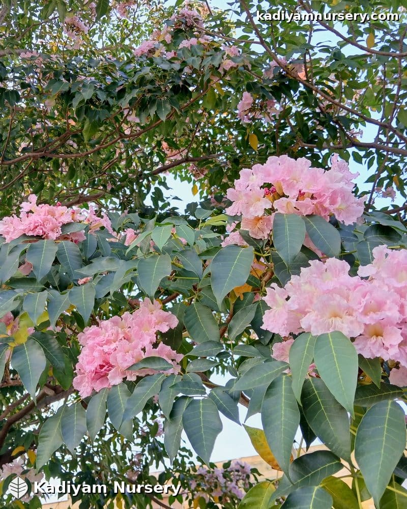 Tabebuia Rosea