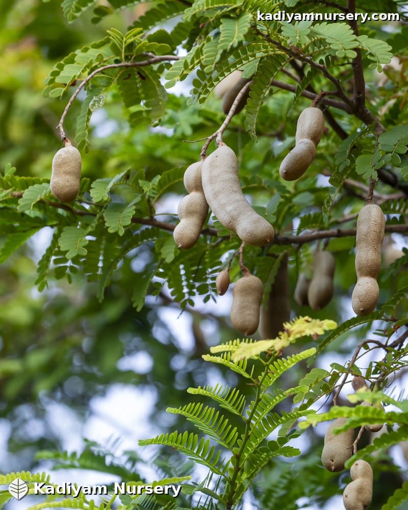 Tamarind
