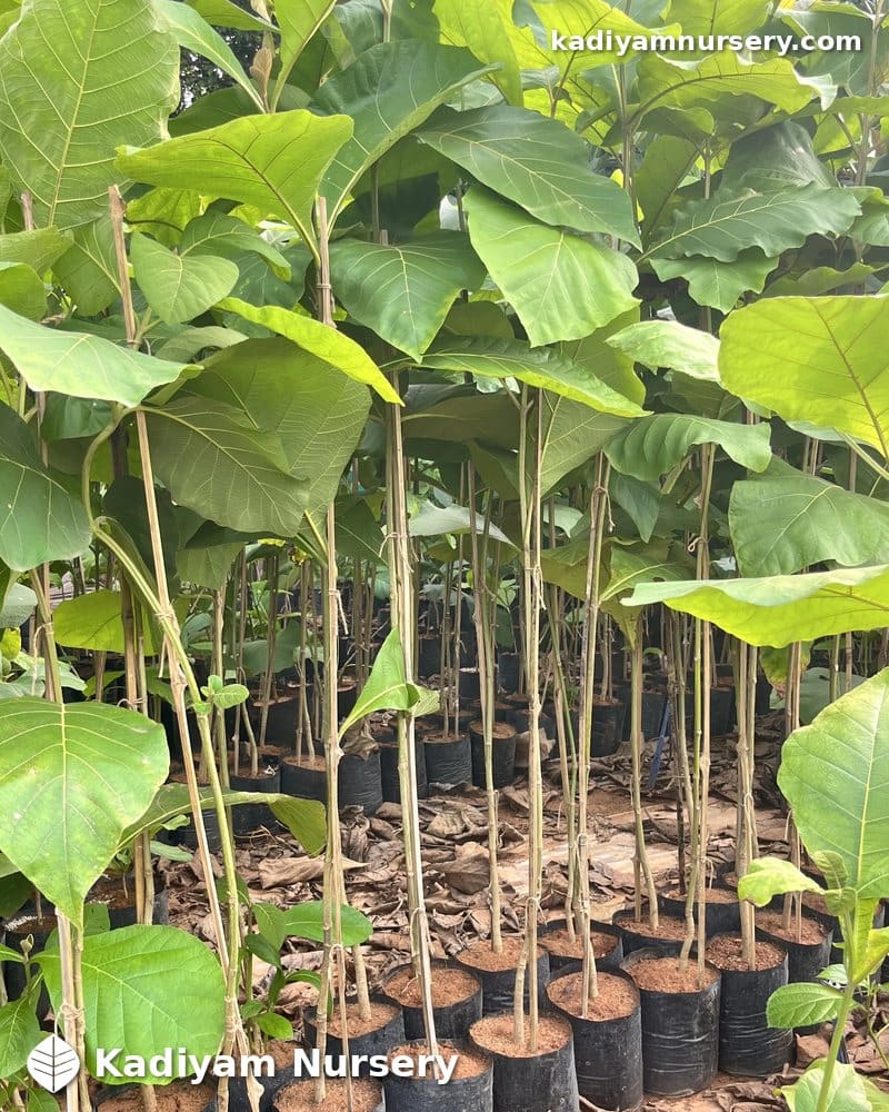 Teak — photo 2