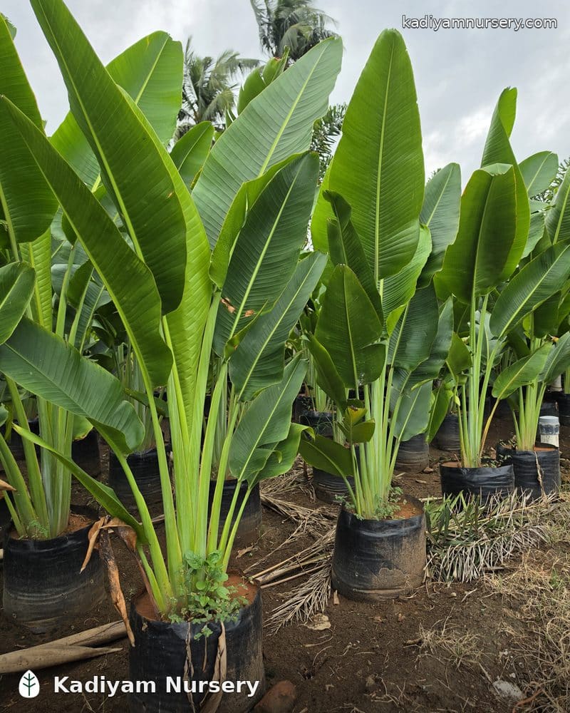 Travellers Palm — photo 2