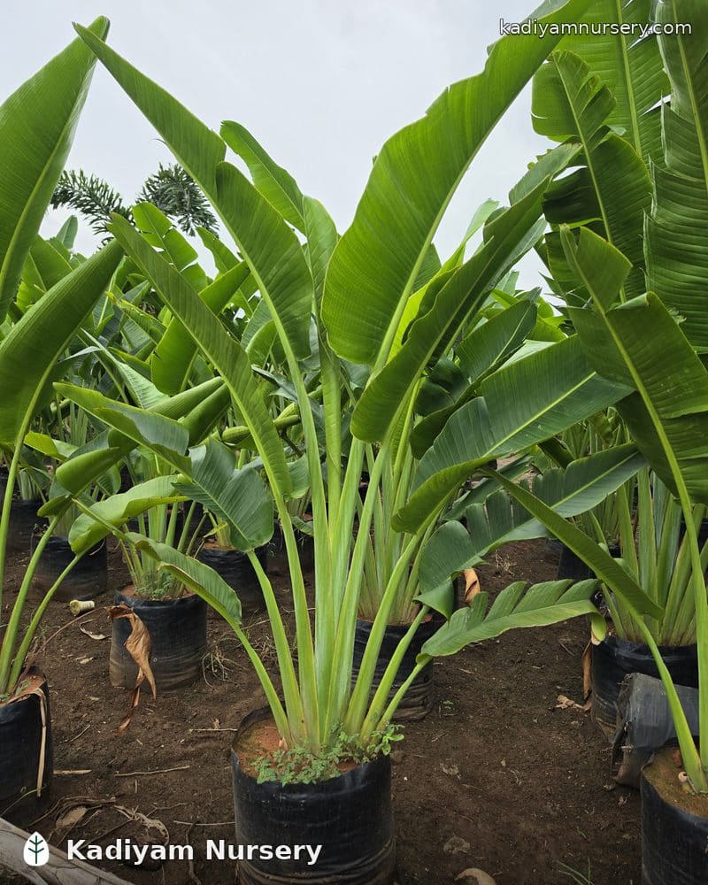 Travellers Palm