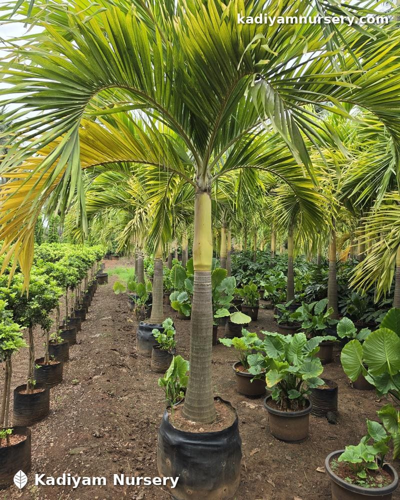 Veitchia Golden Palm — photo 2