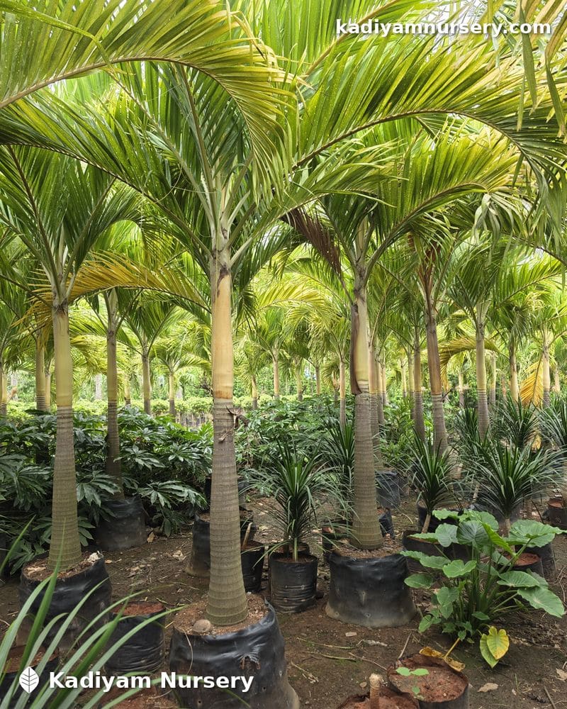 Veitchia Golden Palm — photo 3