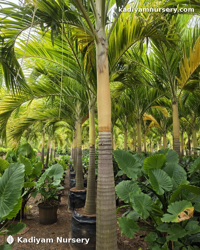Veitchia Golden Palm