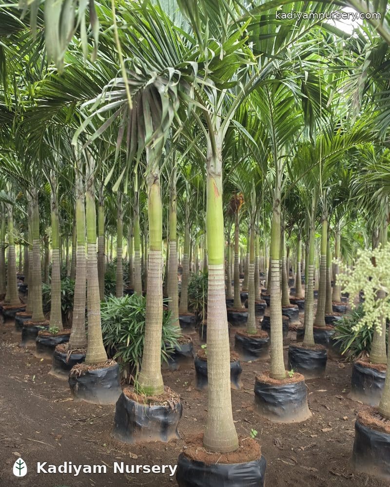 Veitchia Merrillii (Christmas Palm)