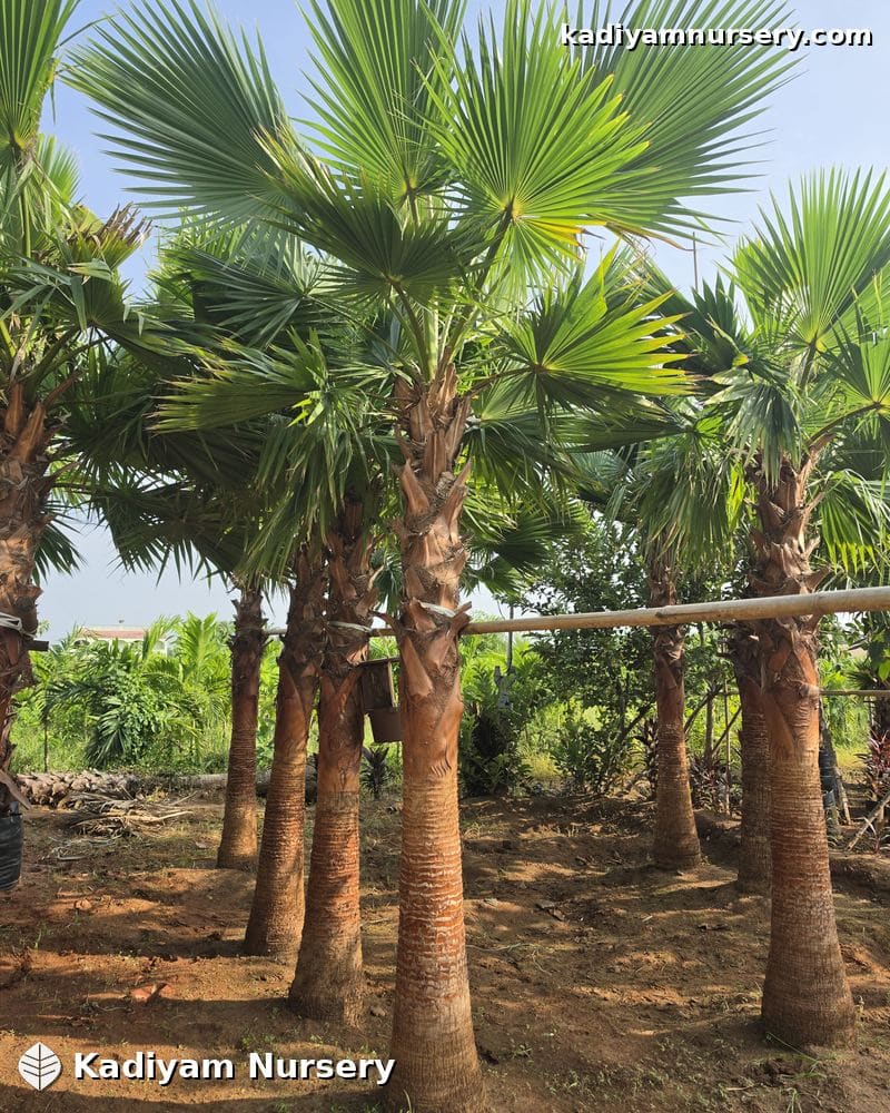 Washingtonia Palm — photo 2