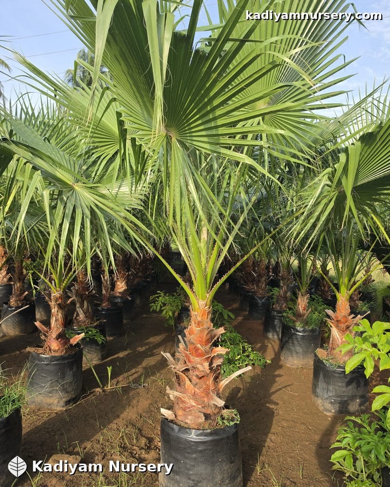 Washingtonia Palm — photo 3