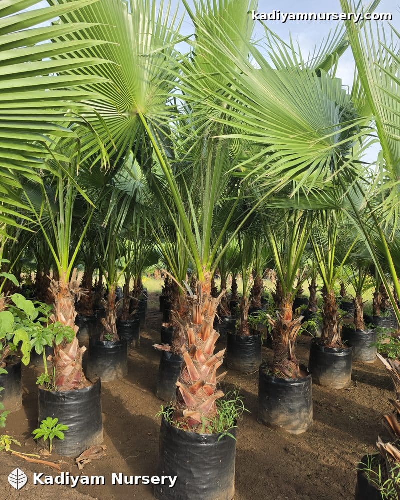 Washingtonia Palm — photo 4