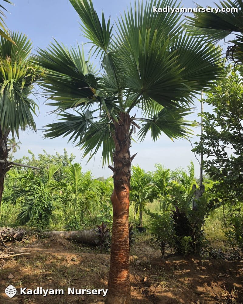 Washingtonia Palm