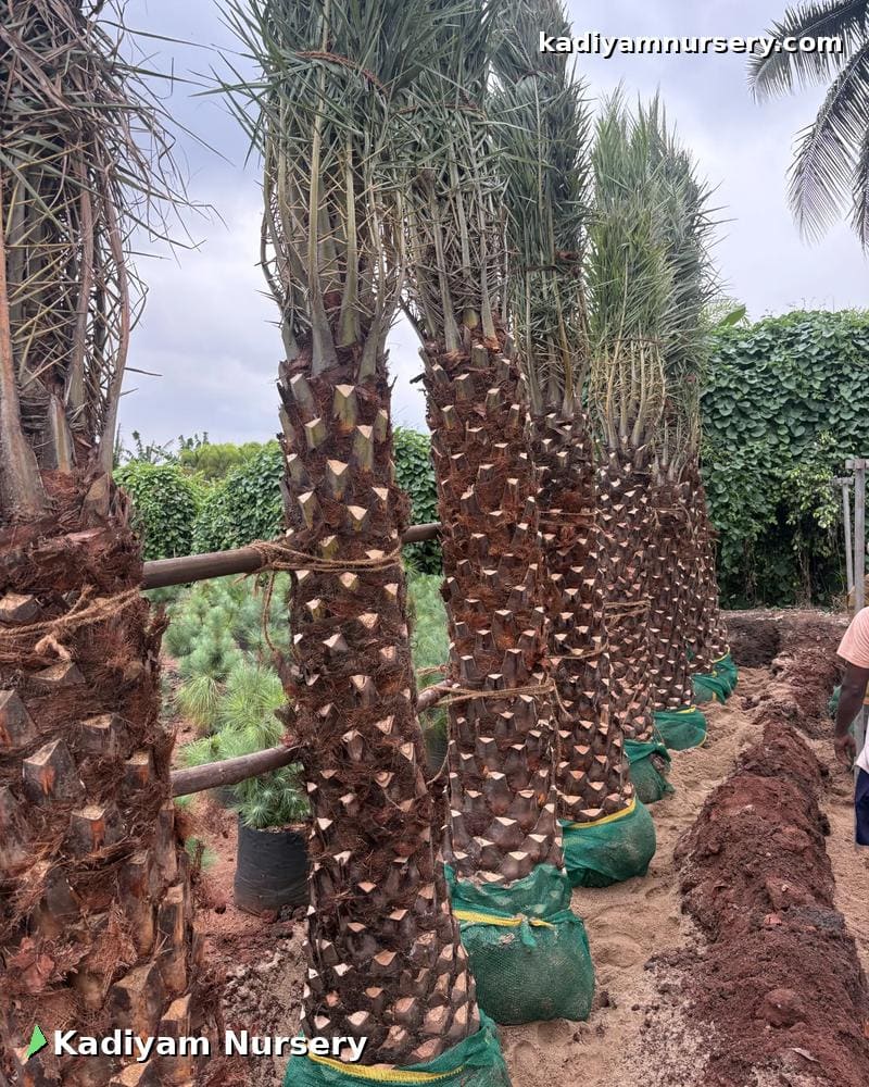 Wild Date Palm (Silver)