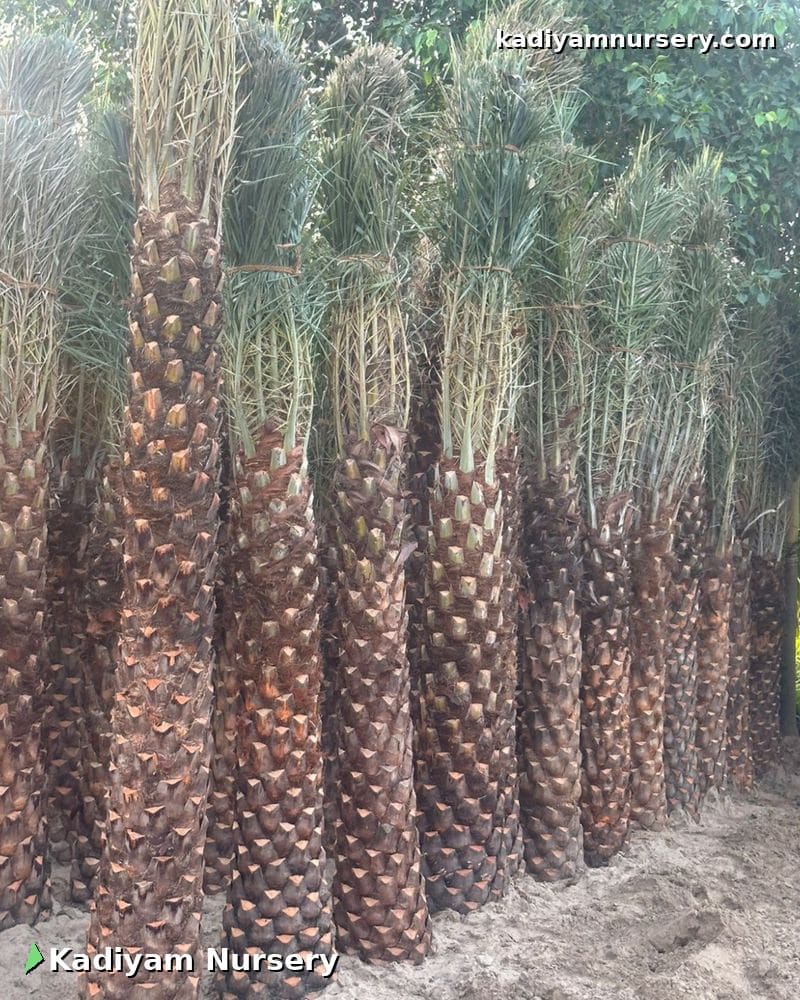 Wild Date Palm (Silver) — photo 2