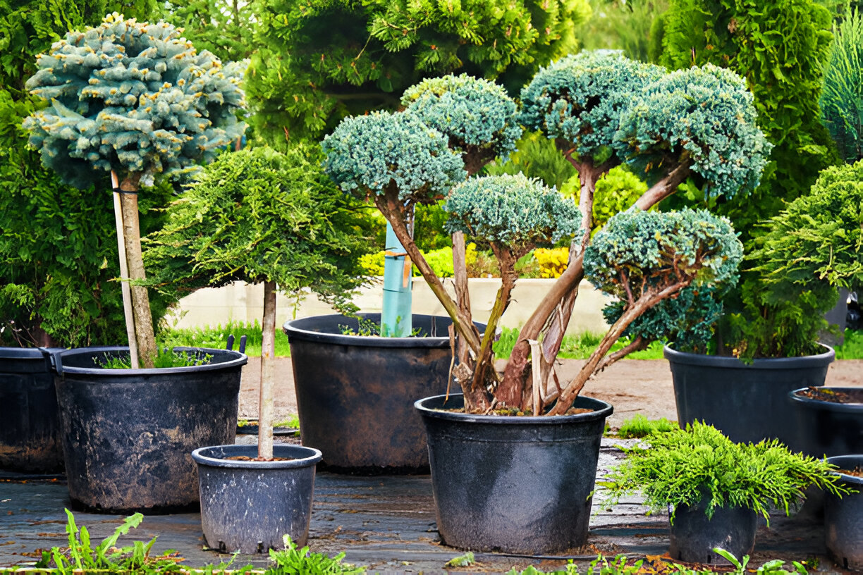 Blooming lavender field at sunset